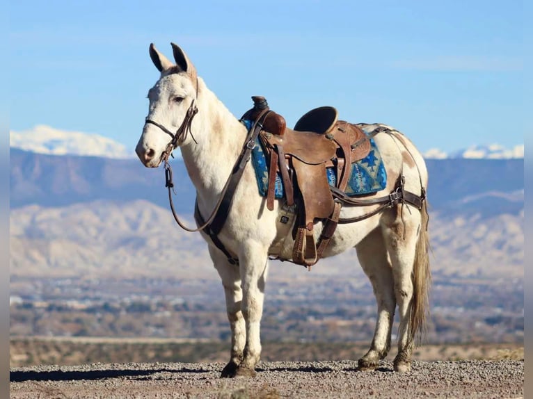 Maultier Wallach 11 Jahre Tobiano-alle-Farben in Brooksville Ky