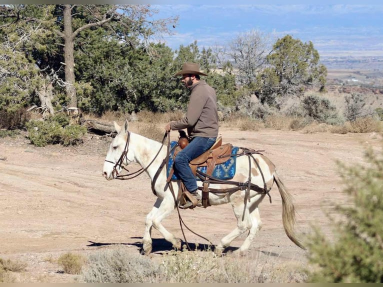 Maultier Wallach 11 Jahre Tobiano-alle-Farben in Brooksville Ky