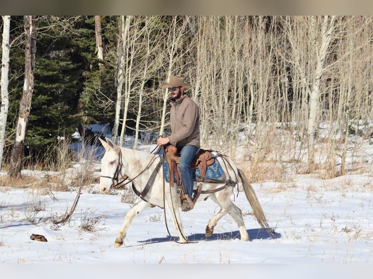 Maultier Wallach 11 Jahre Tobiano-alle-Farben in Brooksville Ky