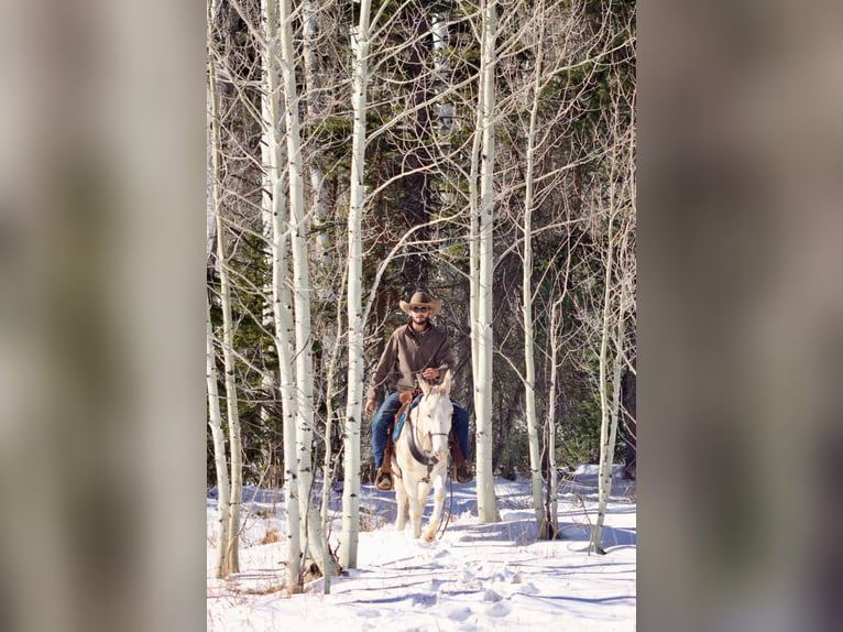 Maultier Wallach 11 Jahre Tobiano-alle-Farben in Brooksville Ky