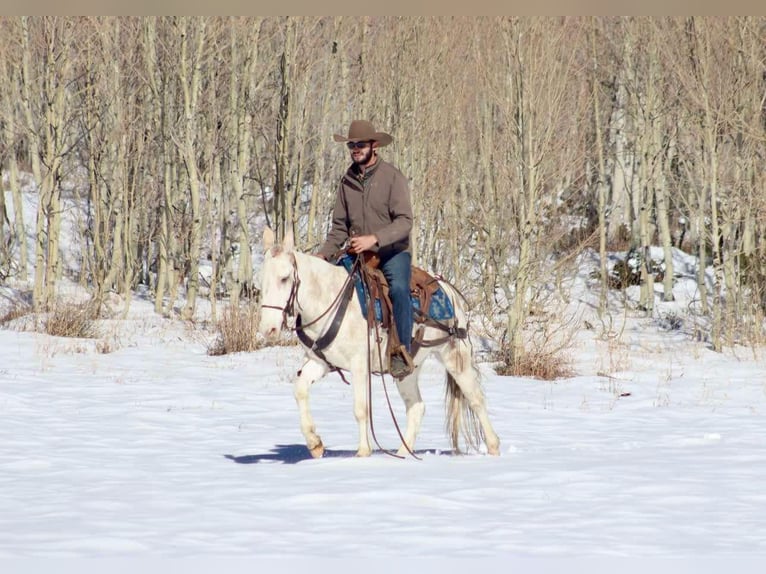 Maultier Wallach 11 Jahre Tobiano-alle-Farben in Brooksville Ky