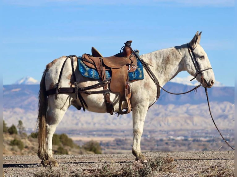 Maultier Wallach 11 Jahre Tobiano-alle-Farben in Brooksville Ky