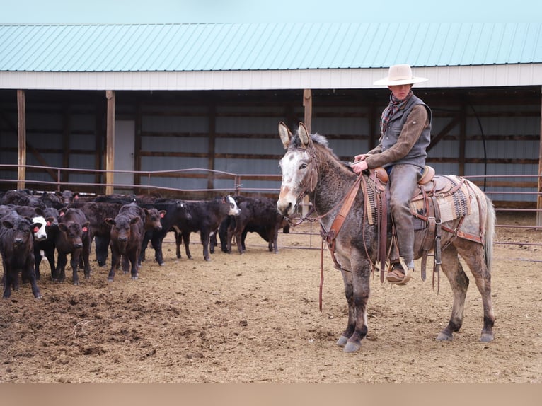 Maultier Wallach 12 Jahre 127 cm Roan-Bay in Nunn, CO