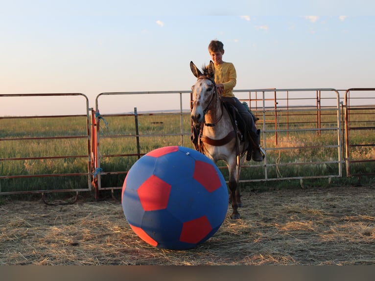 Maultier Wallach 12 Jahre 127 cm Roan-Bay in Nunn, CO