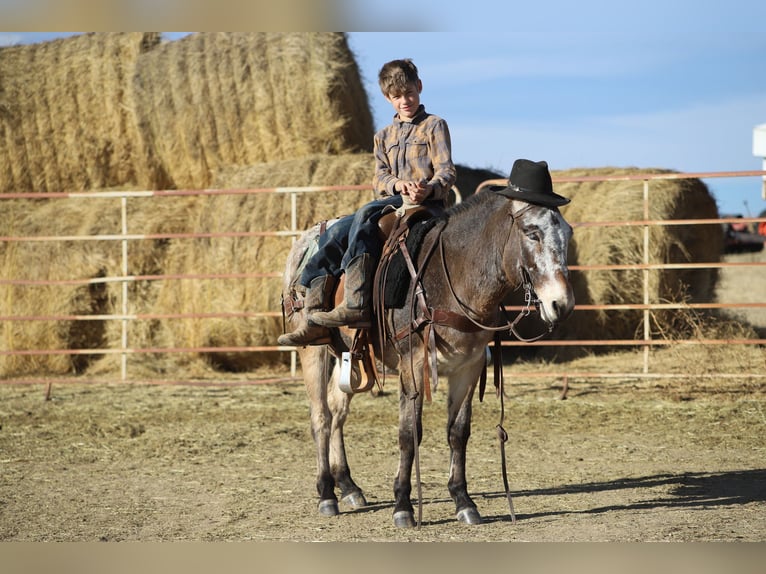 Maultier Wallach 12 Jahre 127 cm Roan-Bay in Nunn, CO