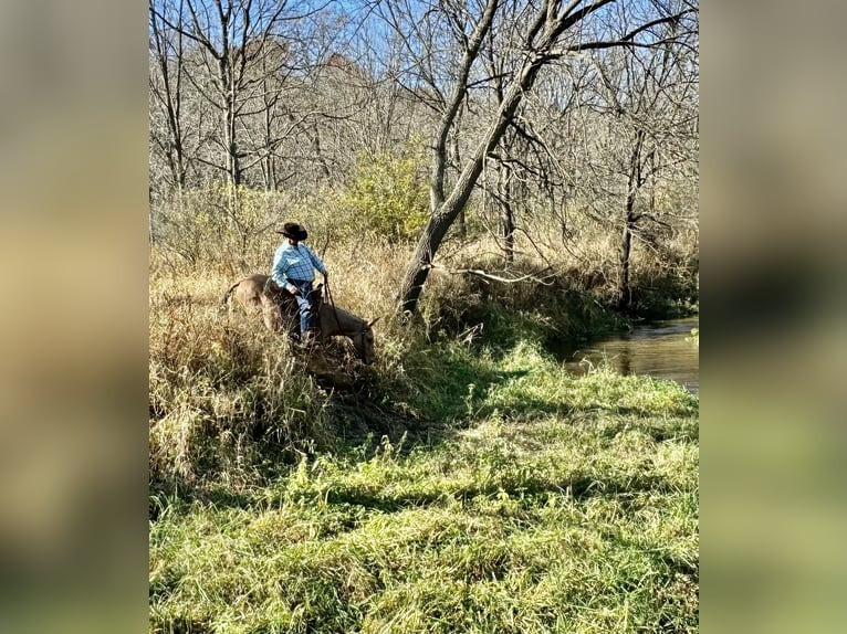 Maultier Wallach 12 Jahre 132 cm Falbe in Cannon Falls