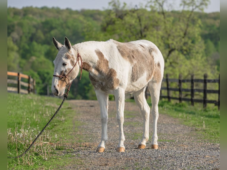 Maultier Wallach 12 Jahre 137 cm in Honey Brook, PA