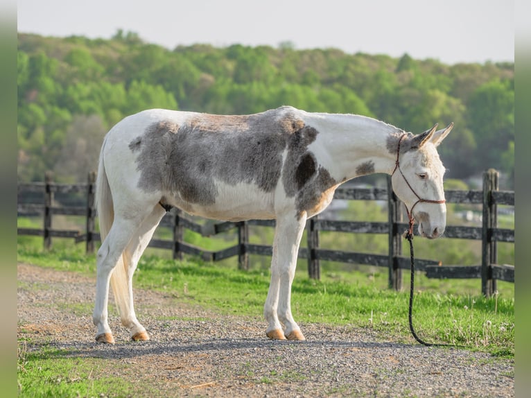 Maultier Wallach 12 Jahre 137 cm in Honey Brook, PA