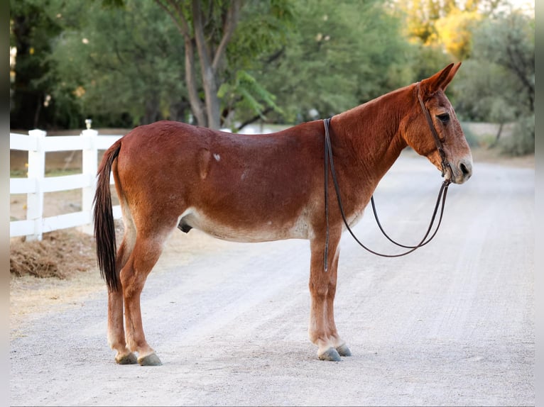 Maultier Wallach 12 Jahre 142 cm Dunkelfuchs in Camp Verde AZ