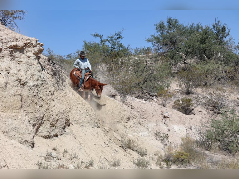 Maultier Wallach 12 Jahre 142 cm Dunkelfuchs in Camp Verde AZ