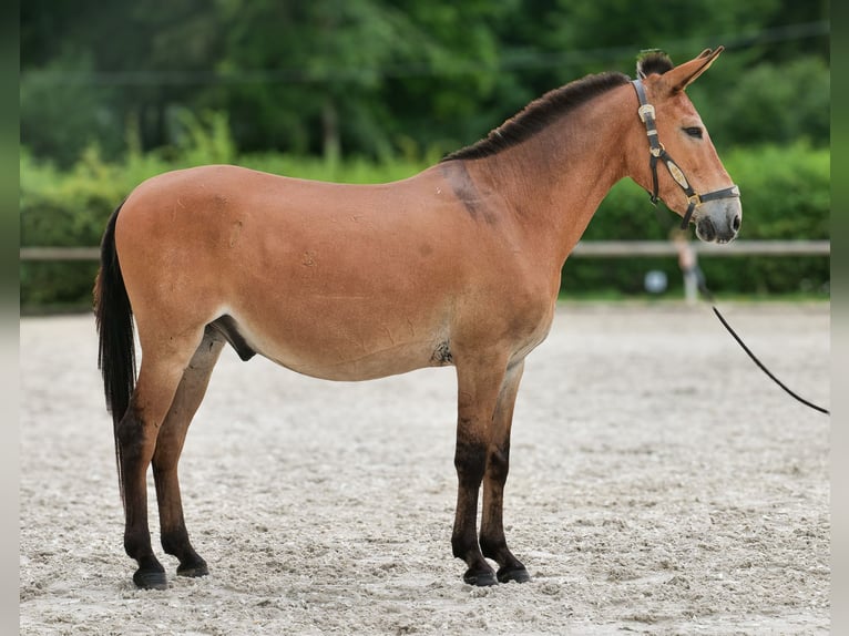 Maultier Wallach 12 Jahre 145 cm Brauner in Neustadt Wied
