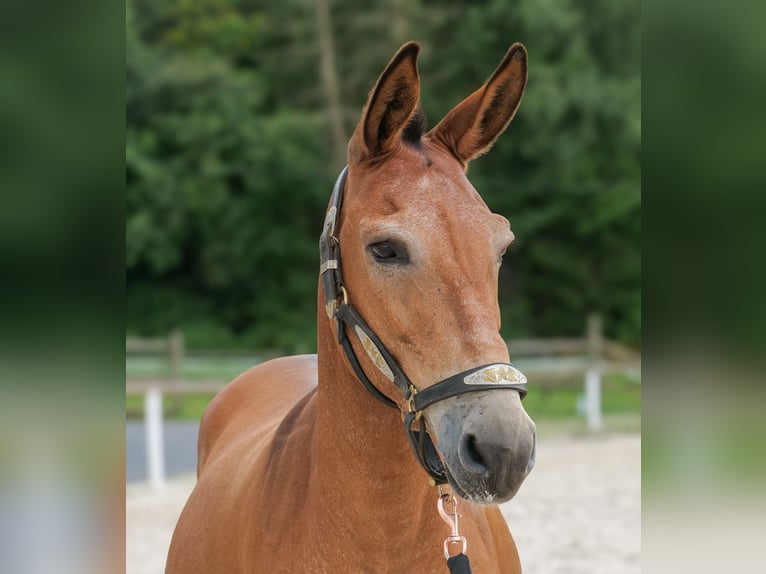 Maultier Wallach 12 Jahre 145 cm Brauner in Neustadt Wied