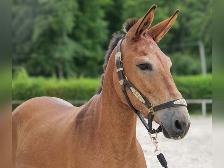Maultier Wallach 12 Jahre 145 cm Brauner in Neustadt Wied