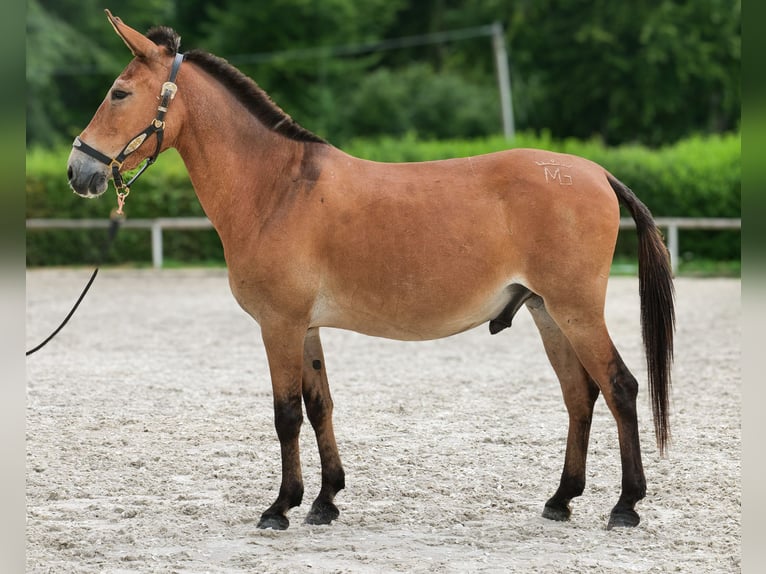 Maultier Wallach 12 Jahre 145 cm Brauner in Neustadt Wied