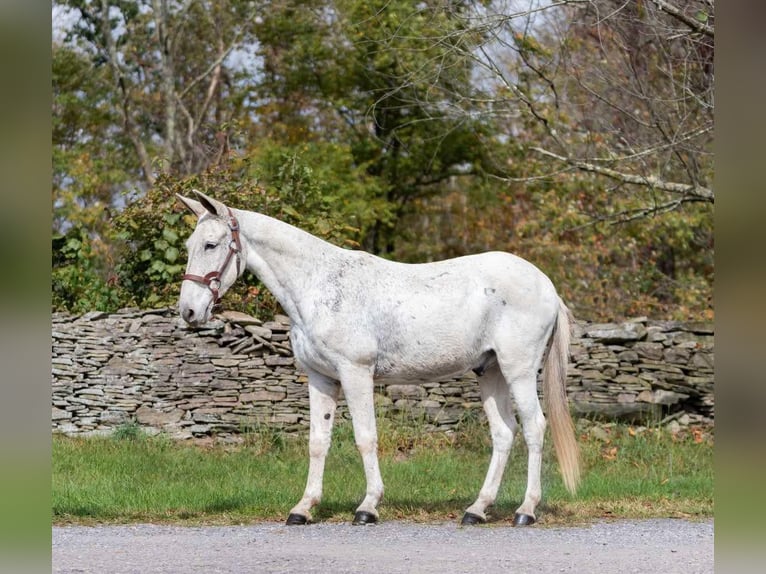 Maultier Wallach 12 Jahre 145 cm Schimmel in Everett PA