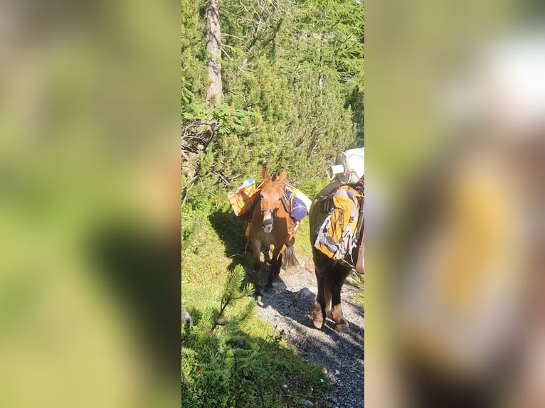 Maultier Wallach 12 Jahre 146 cm Brauner in Müstair