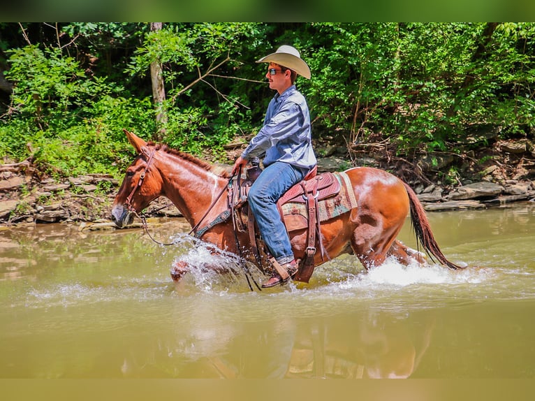 Maultier Wallach 12 Jahre 147 cm Red Dun in Flemingsburg Ky