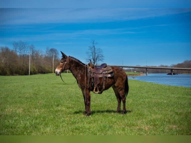 Maultier Wallach 12 Jahre 147 cm Rotbrauner in Middletown OH