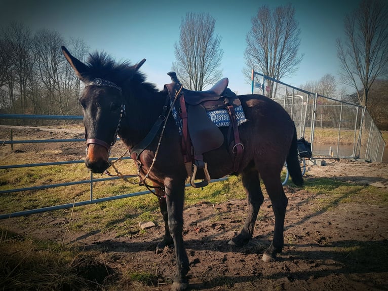 Maultier Wallach 12 Jahre 150 cm Schwarzbrauner in Groningen