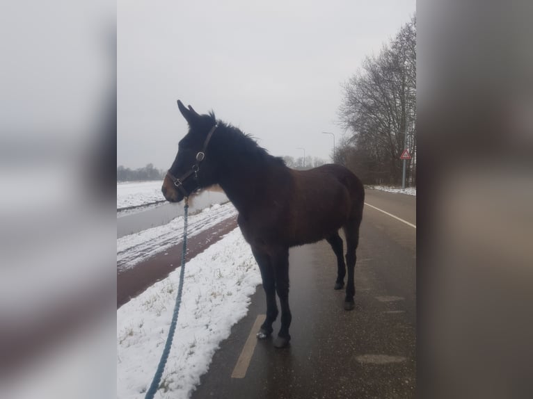 Maultier Wallach 12 Jahre 150 cm Schwarzbrauner in Groningen