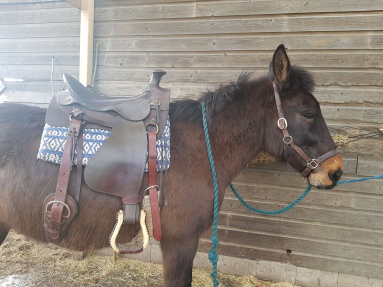 Maultier Wallach 12 Jahre 150 cm Schwarzbrauner in Groningen