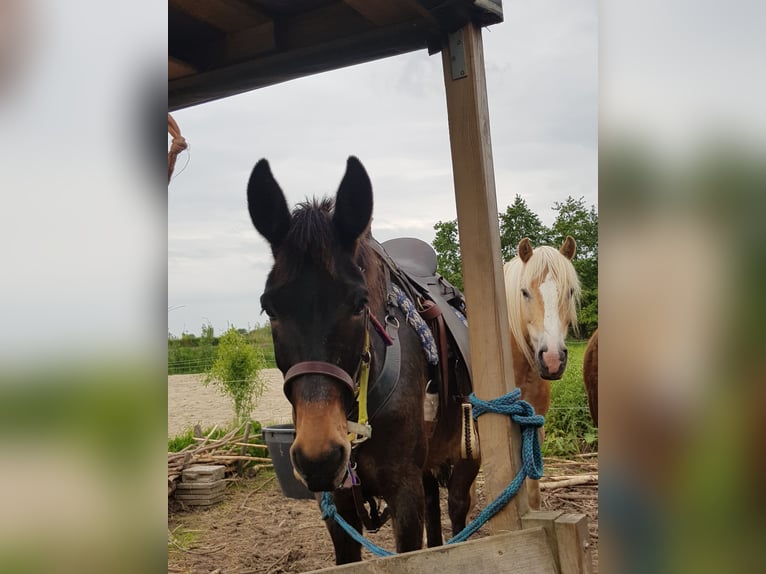 Maultier Wallach 12 Jahre 150 cm Schwarzbrauner in Groningen