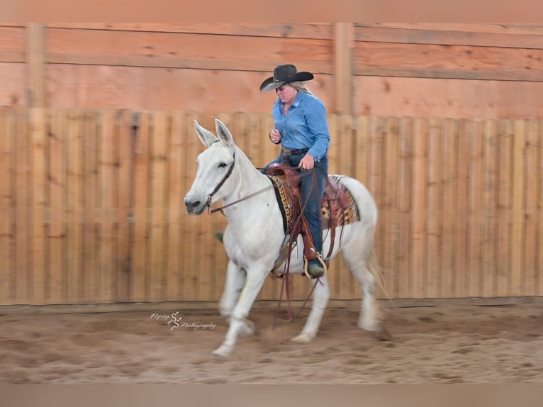 Maultier Wallach 12 Jahre 152 cm Schimmel in Hastings