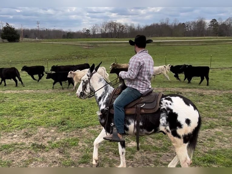 Maultier Wallach 12 Jahre 152 cm Tobiano-alle-Farben in Whitley City KY