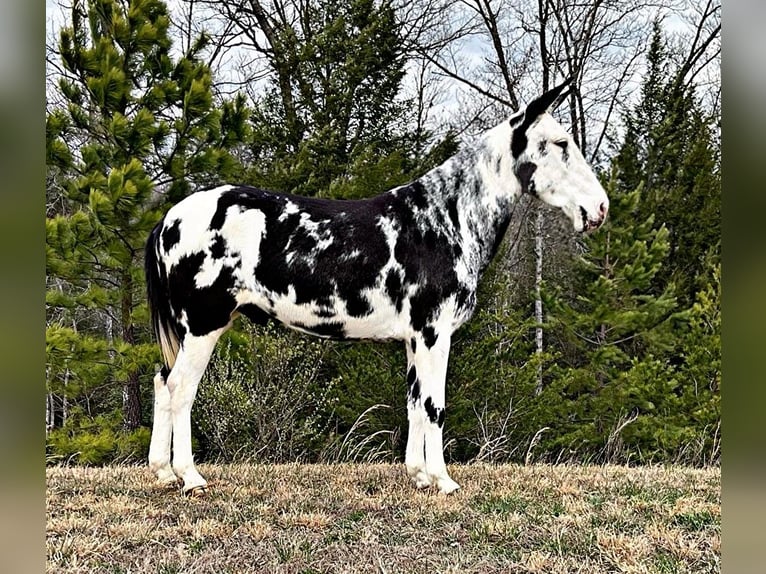 Maultier Wallach 12 Jahre 152 cm Tobiano-alle-Farben in Whitley City KY