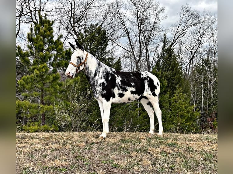 Maultier Wallach 12 Jahre 152 cm Tobiano-alle-Farben in Whitley City KY