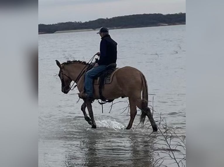 Maultier Wallach 12 Jahre 155 cm Falbe in Azle TX