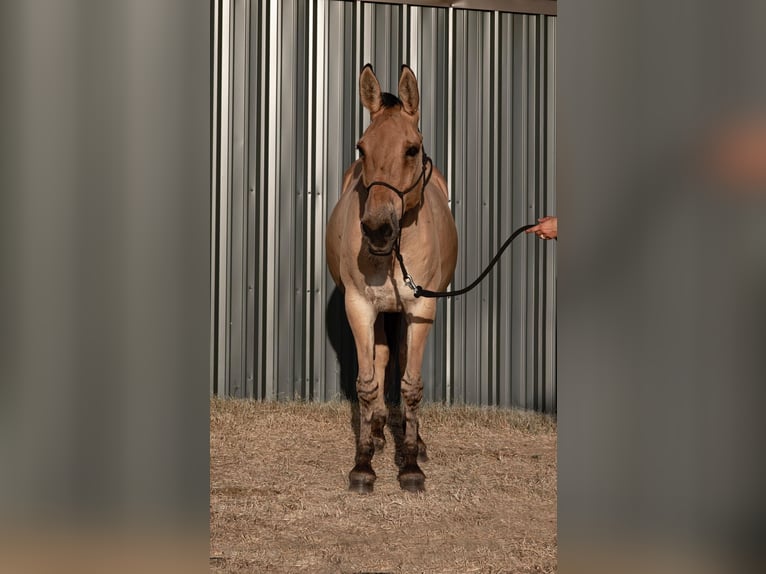 Maultier Wallach 12 Jahre 155 cm Falbe in Azle TX