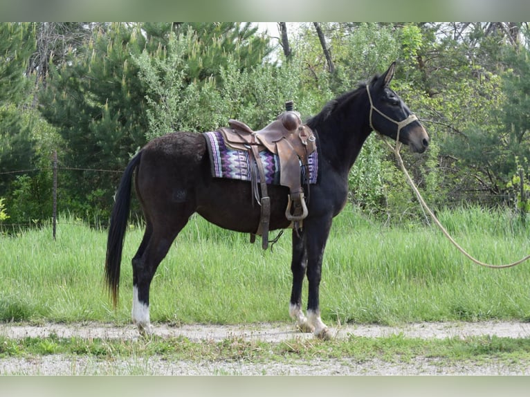 Maultier Wallach 12 Jahre 155 cm Rappe in Van Horne IA