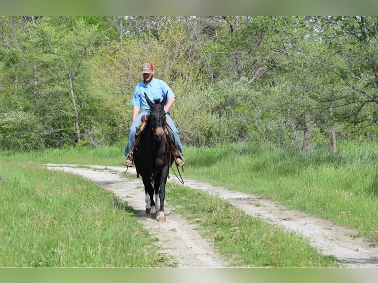 Maultier Wallach 12 Jahre 155 cm Rappe in Van Horne IA