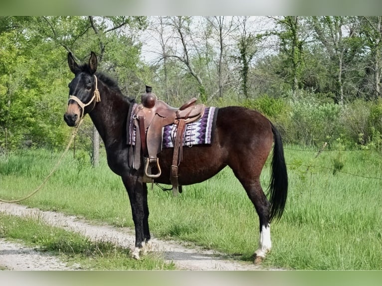 Maultier Wallach 12 Jahre 155 cm Rappe in Van Horne IA