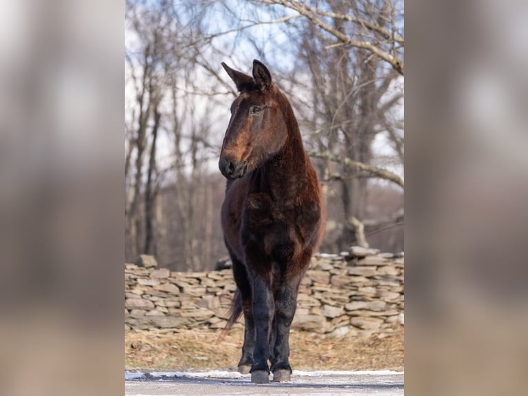 Maultier Wallach 12 Jahre 160 cm Rappe in EVERETT, PA