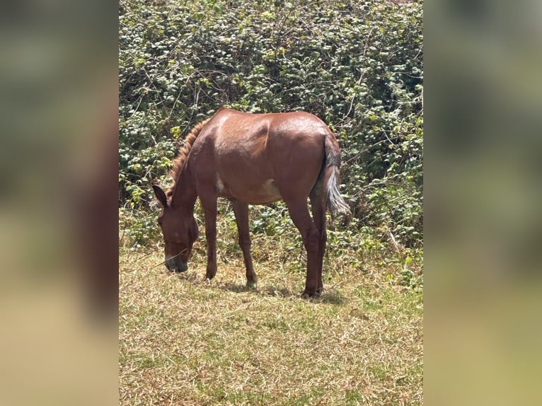 Maultier Wallach 12 Jahre 165 cm Fuchs in EL Sauzal