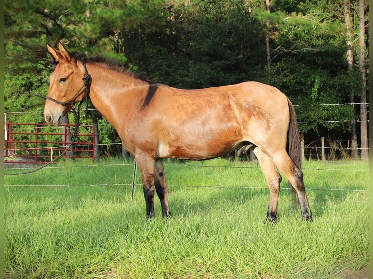 Maultier Wallach 12 Jahre Falbe in Brooksville