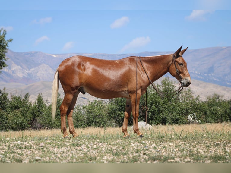 Maultier Wallach 12 Jahre Palomino in Cody