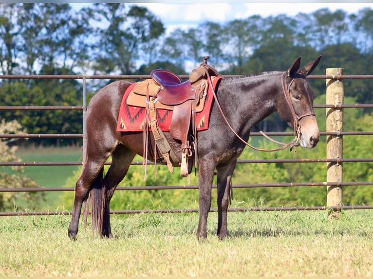 Maultier Wallach 12 Jahre Rotbrauner in Brooksville Ky