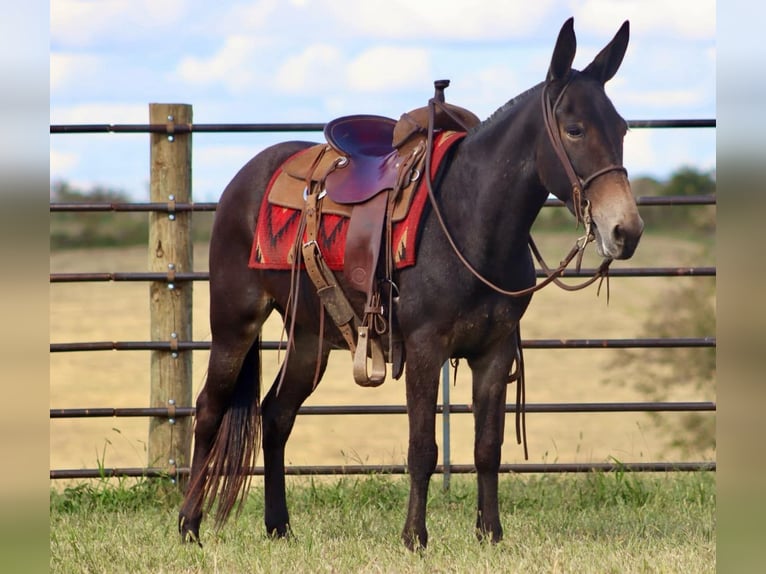 Maultier Wallach 12 Jahre Rotbrauner in Brooksville Ky