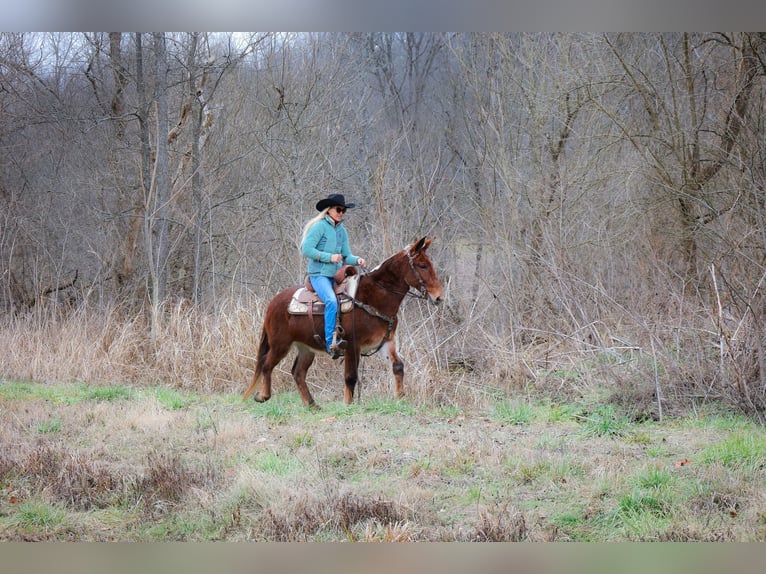 Maultier Wallach 12 Jahre Rotfuchs in Flemingsburg KY