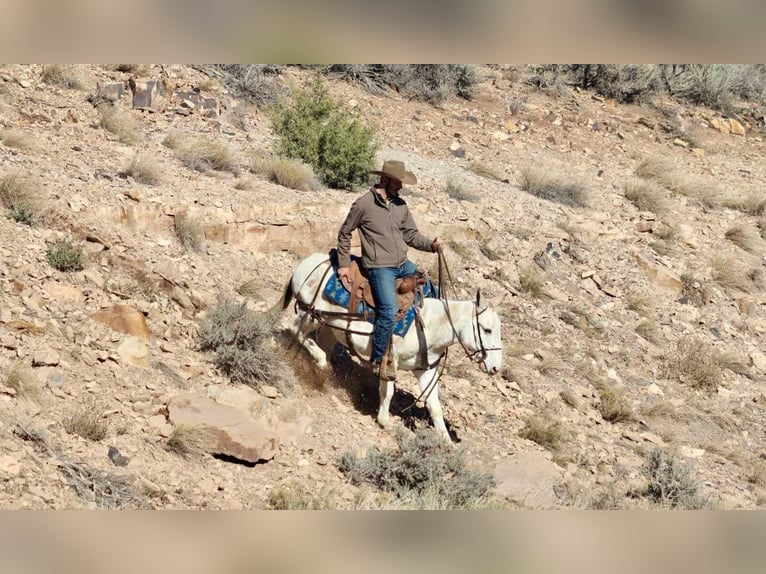 Maultier Wallach 12 Jahre Tobiano-alle-Farben in Brooksville Ky