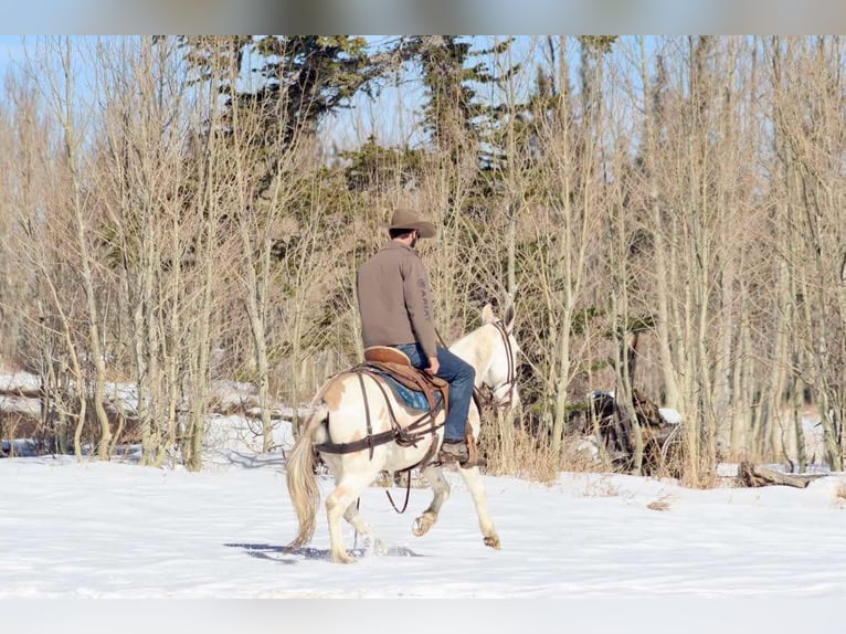 Maultier Wallach 12 Jahre Tobiano-alle-Farben in Brooksville Ky