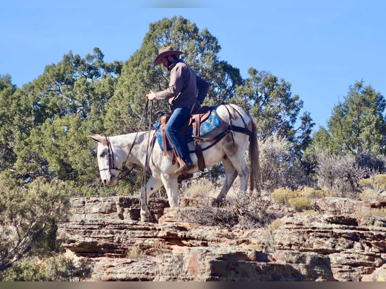 Maultier Wallach 12 Jahre Tobiano-alle-Farben in Brooksville Ky