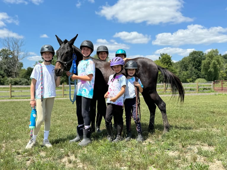 Maultier Wallach 13 Jahre 135 cm Rappe in Howell, MI