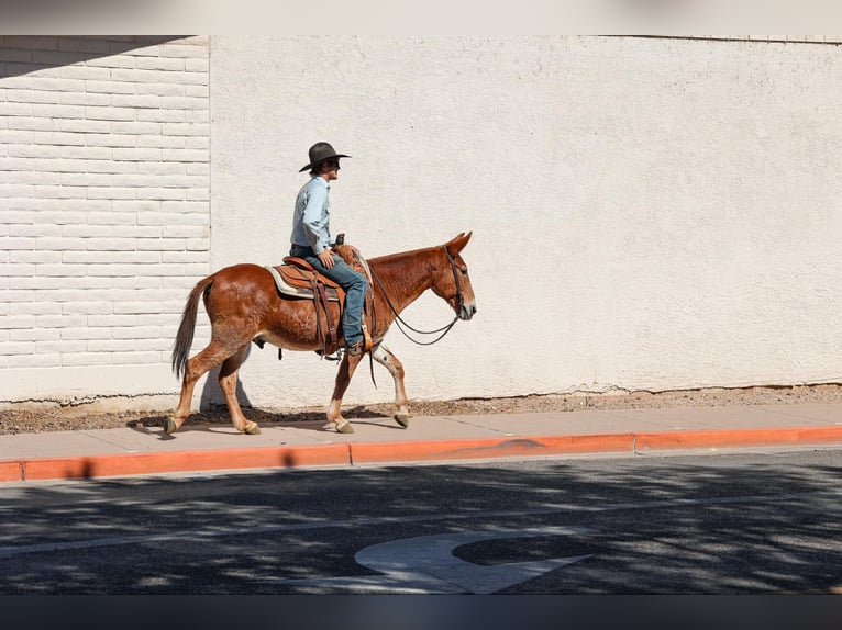 Maultier Wallach 13 Jahre 142 cm Dunkelfuchs in Camp Verde AZ