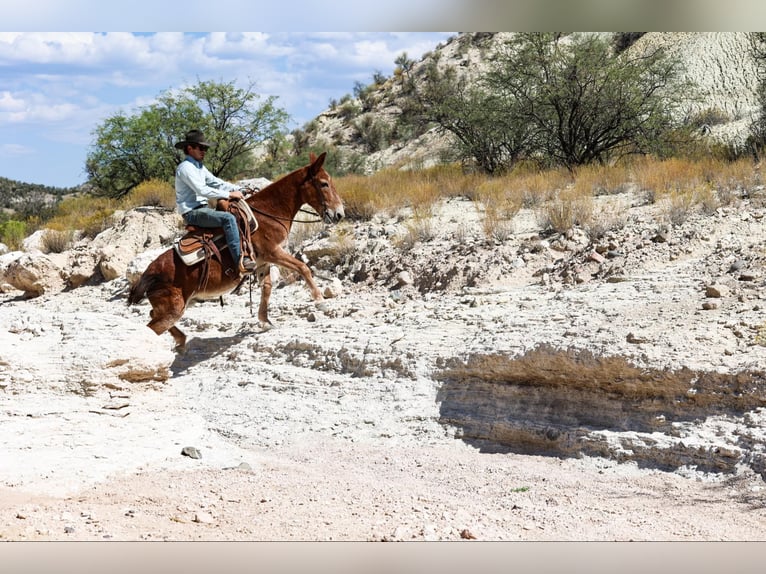 Maultier Wallach 13 Jahre 142 cm Dunkelfuchs in Camp Verde AZ