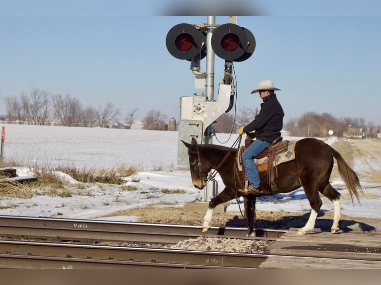 Maultier Wallach 13 Jahre 145 cm Dunkelfuchs in Sweet Springs, MO