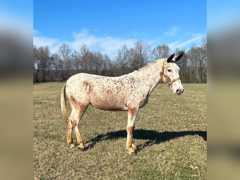 Maultier Wallach 13 Jahre 145 cm Roan-Red in Whitley City, KY